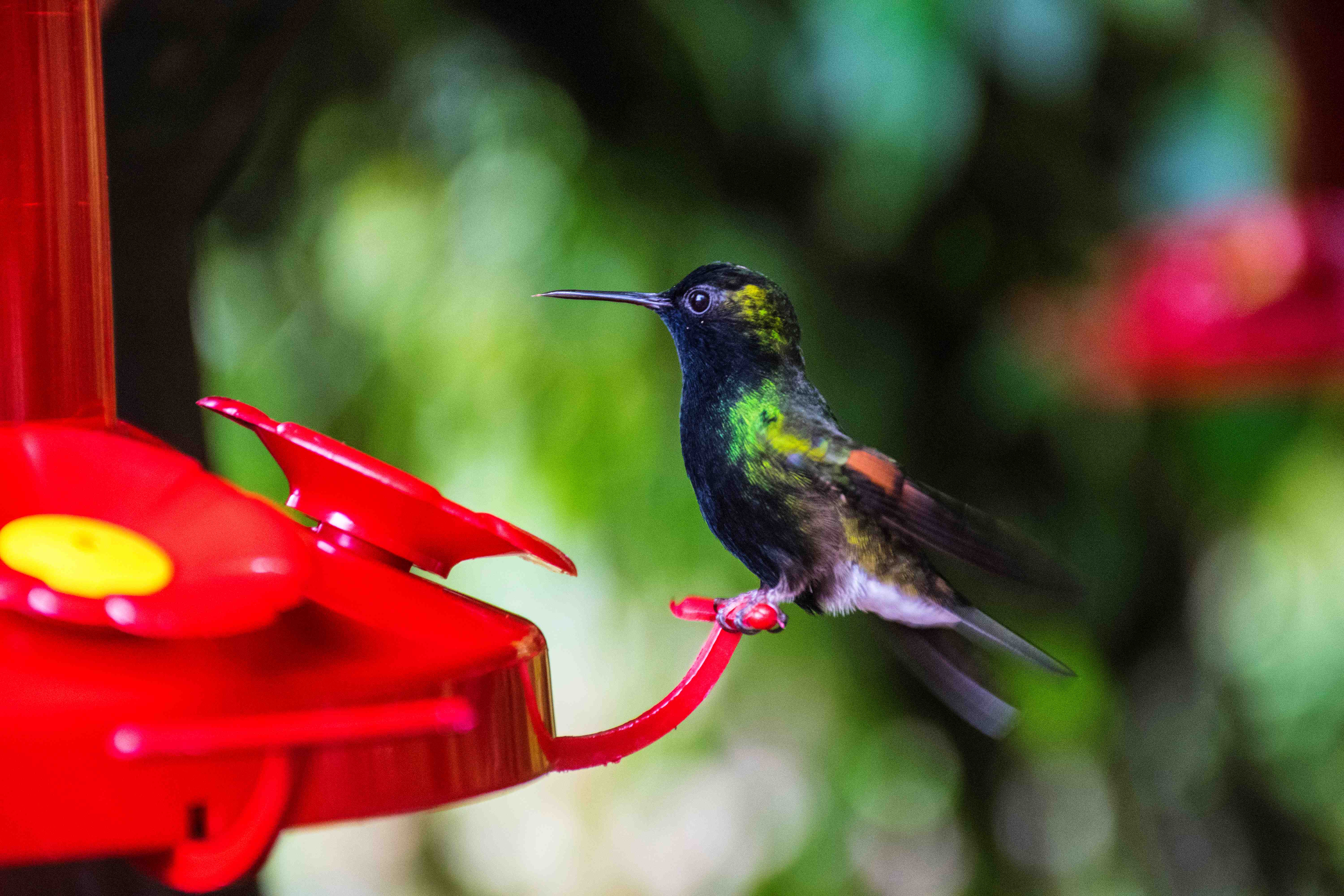 Sergi Talancon - Hummingbird – La Paz Waterfall Gardens – Costa Rica